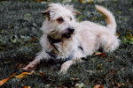 Photo Terrier Irlandais Glen of Imaal