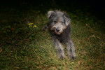 Photo Terrier Irlandais Glen of Imaal
