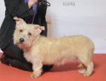 Photo Terrier Irlandais Glen of Imaal