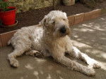 irish soft coated wheaten terrier - Terrier Irlandais à Poil Doux
