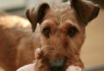 Photo Terrier Irlandais à Poil Doux