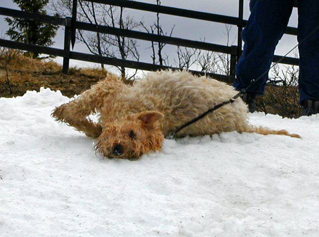Photo Terrier Irlandais à Poil Doux