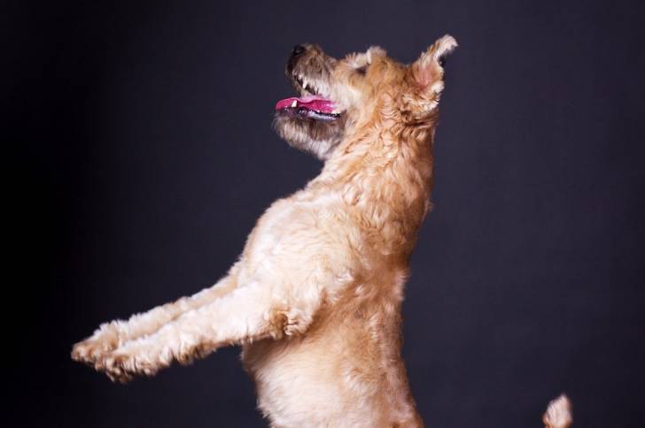 Photo Terrier Irlandais à Poil Doux