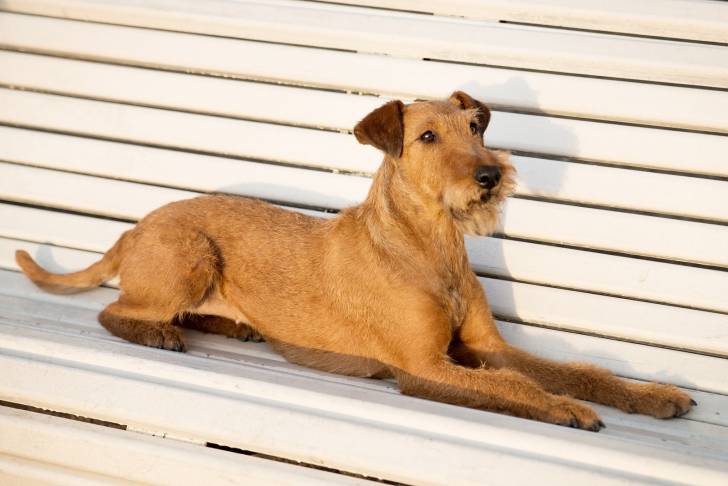 Photo Terrier Irlandais à Poil Doux