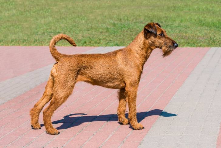 Photo Terrier Irlandais à Poil Doux