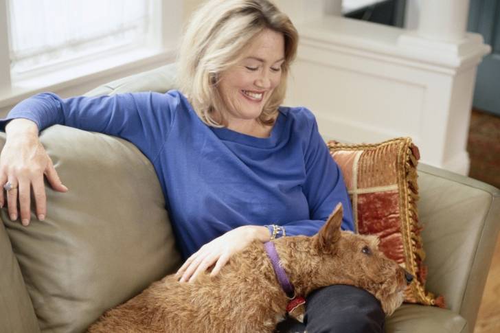 Photo Terrier Irlandais à Poil Doux