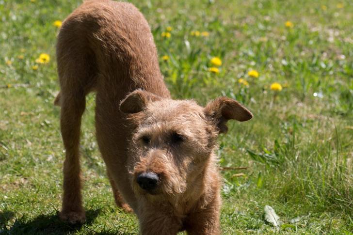 Photo Terrier Irlandais à Poil Doux