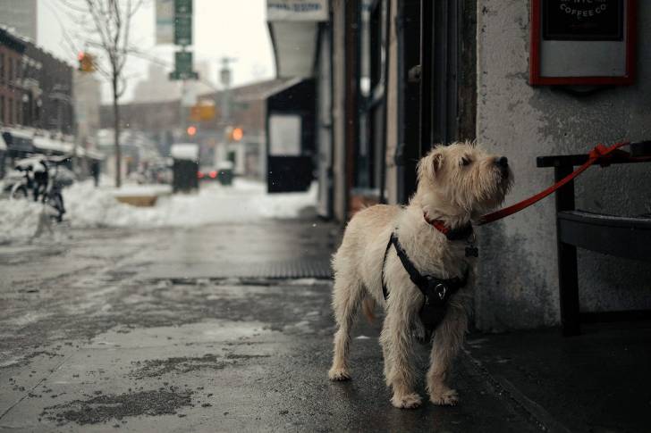 Photo Terrier Irlandais à Poil Doux
