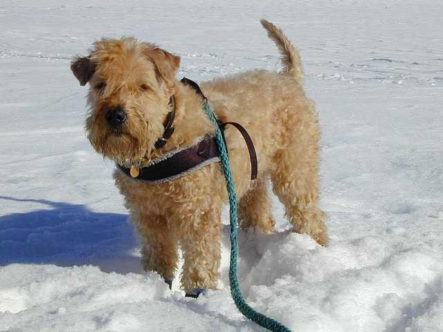 L'Irish Soft Coated Wheaten Terrier