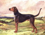 Kerry Beagle - Kerry Beagle