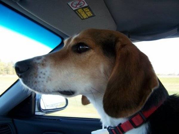 Winston - Kerry Beagle