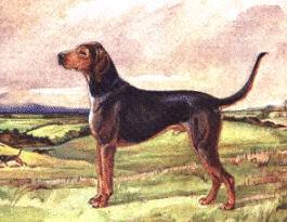 Kerry Beagle - Kerry Beagle