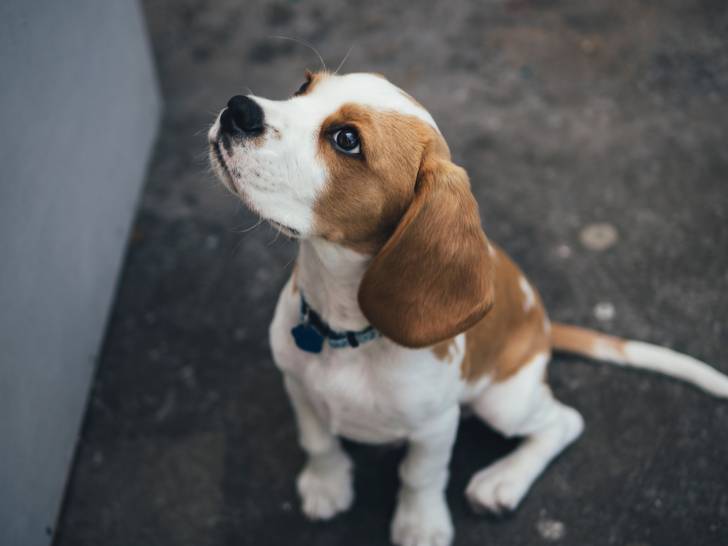 Photo Kerry Beagle