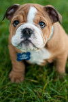 Maureen - Olde English Bulldogge (2 mois)