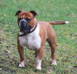 Photo Olde English Bulldogge Mâle