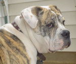 Photo Olde English Bulldogge