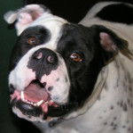 Photo Olde English Bulldogge