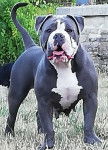 Chanel - Olde English Bulldogge (1 an et 9 mois)
