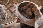 Photo Olde English Bulldogge