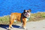 Photo Olde English Bulldogge