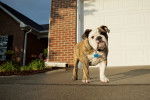 Photo Olde English Bulldogge