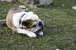 Photo Olde English Bulldogge