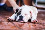 Photo Olde English Bulldogge