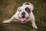 Photo Olde English Bulldogge
