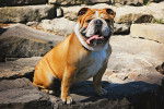 Photo Olde English Bulldogge