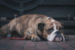 Photo Olde English Bulldogge