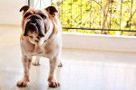 Photo Olde English Bulldogge