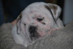 Photo Olde English Bulldogge