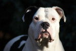 Photo Olde English Bulldogge