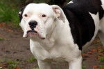 Photo Olde English Bulldogge
