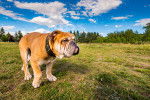 Photo Olde English Bulldogge