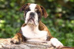 Photo Olde English Bulldogge
