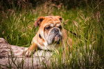 Photo Olde English Bulldogge