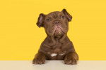 Photo Olde English Bulldogge