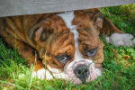 Photo Olde English Bulldogge