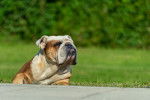 Photo Olde English Bulldogge