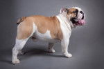 Un Olde English Bulldogge au pelage blanc et marron est debout dans une pièce à fond gris.