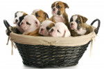 Sept chiots Olde English Bulldogge de diverses couleurs dans un panier.