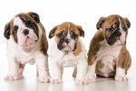 Trois Olde English Bulldogge au pelage blanc et marron sont debout les uns à côté de l'autre.