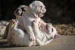 Deux chiots Olde English Bulldogge au pelage blanc s'amusent ensemble sur le sol.