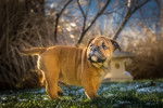 Un chiot Olde English Bulldogge au pelage fauve marche dans l'herbe partiellement enneigée. 