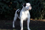 Un grand Olde English Bulldogge au pelage blanc se tenant debout sur le sol, devant un buisson.