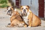 Deux Olde English Bulldogge âgés aux pelages fauves sont assis sur le sol et regardent derrière eux.