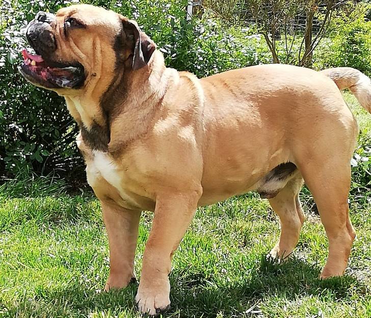 Spyke - Olde English Bulldogge Mâle (4 ans et 8 mois)