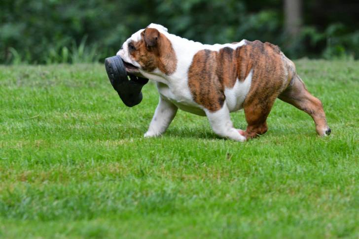 Photo Olde English Bulldogge