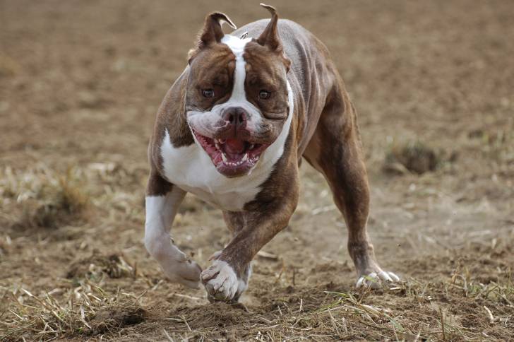 Un Olde English Bulldogge adulte et musclé aux poils blancs et marron court à toute vitesse.